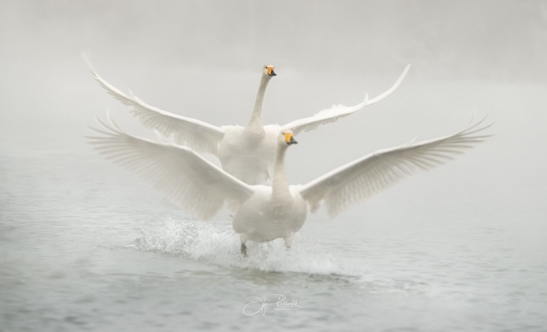 Синхронисты