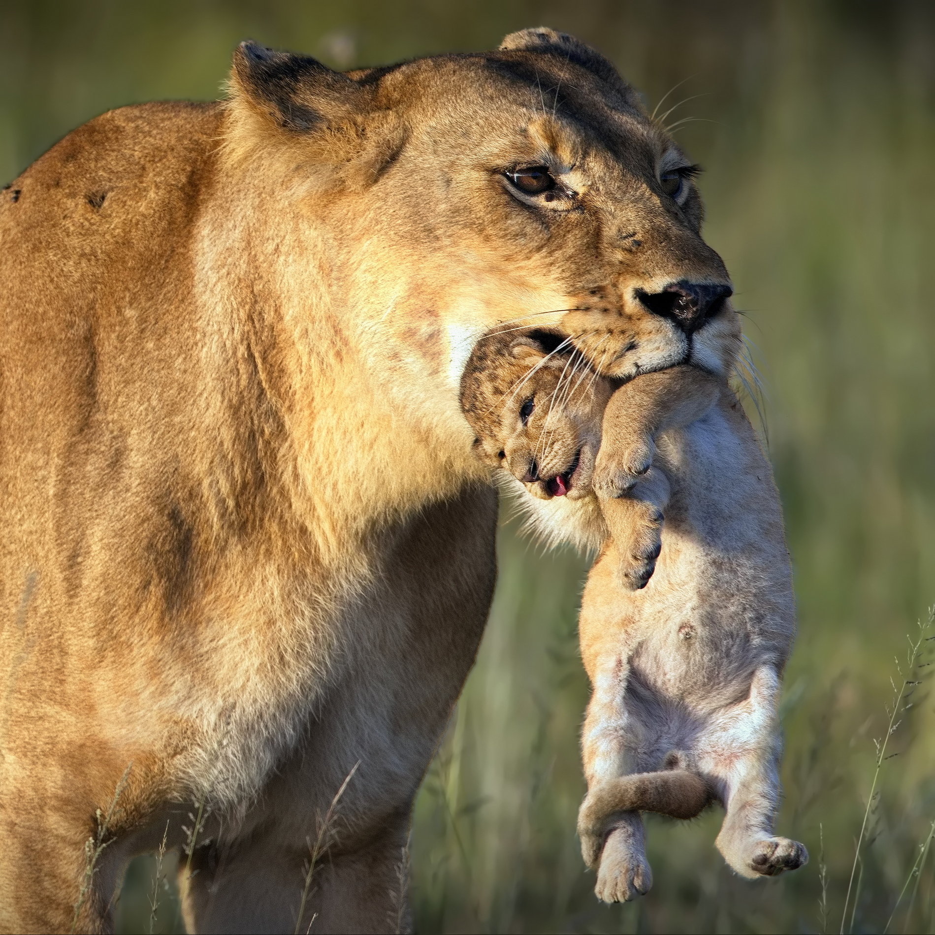 Хрупкая ноша