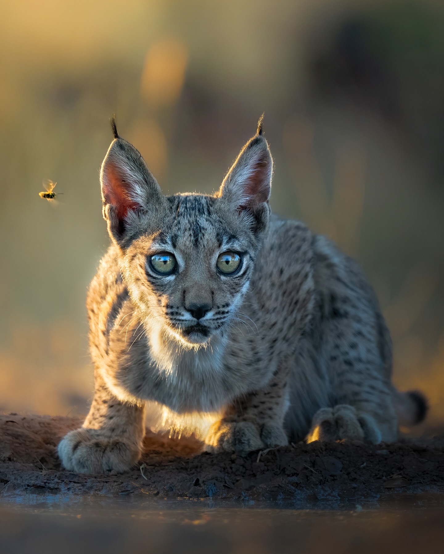 Малютка рысь