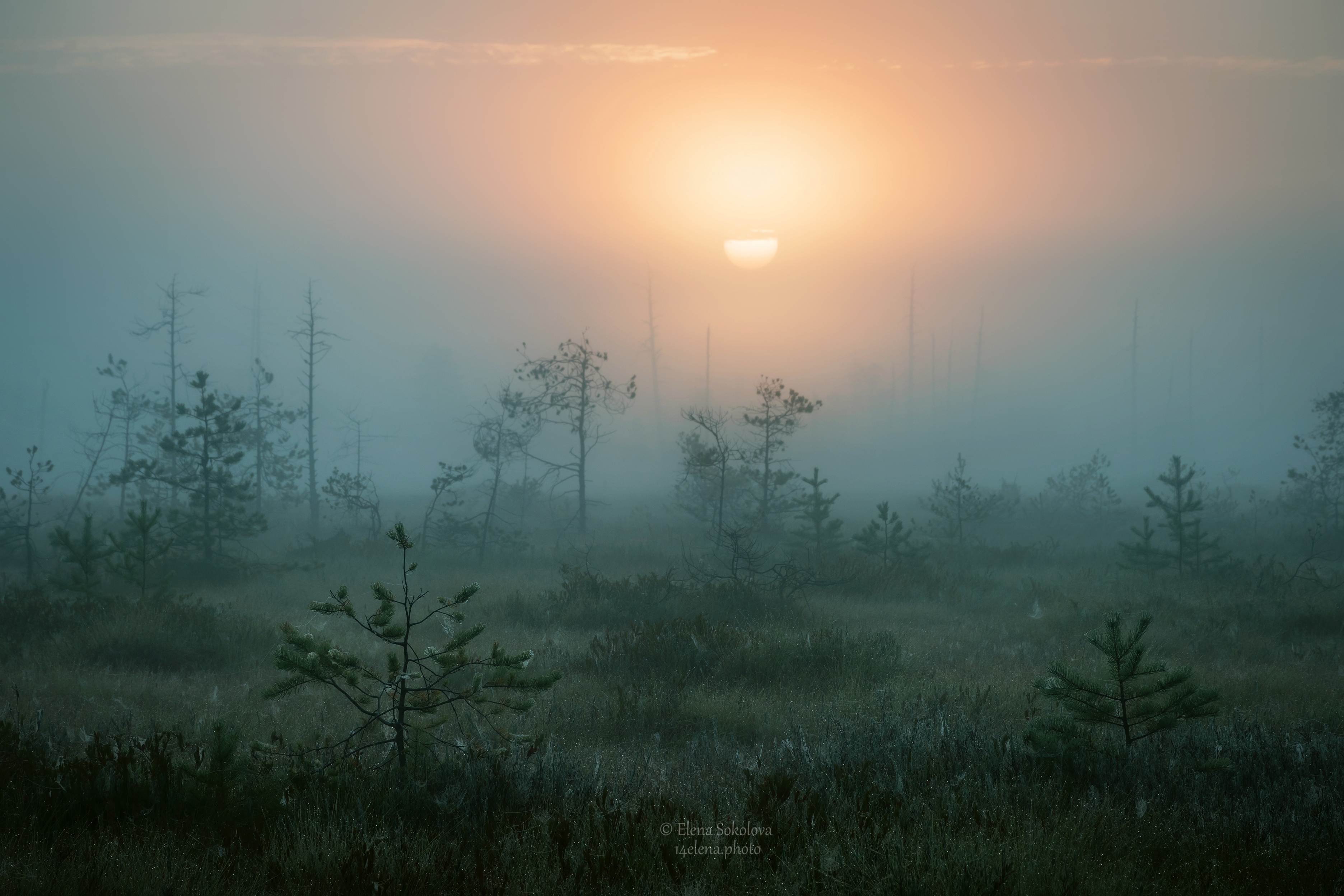 Туманный рассвет на болоте