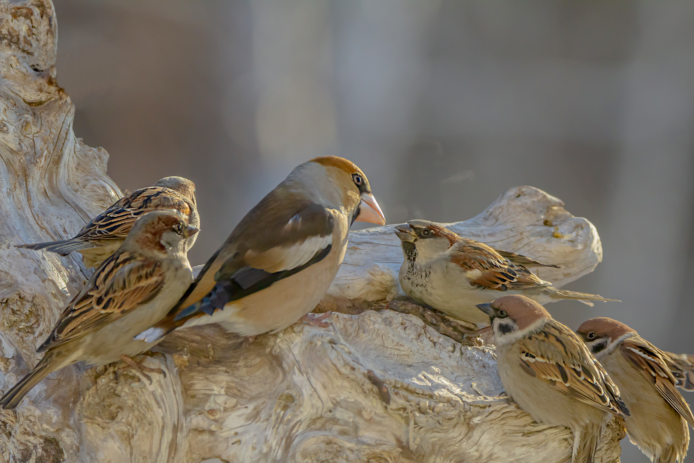 Про дубоноса и воробьев