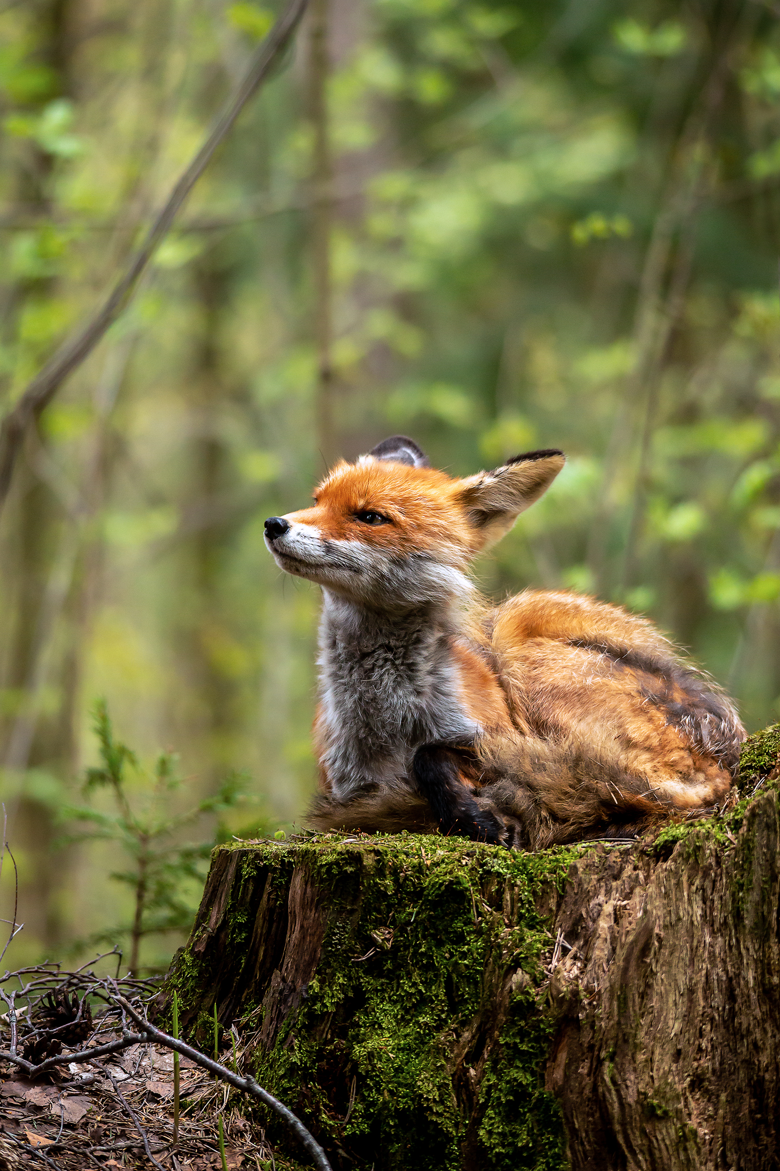 Где колобок?