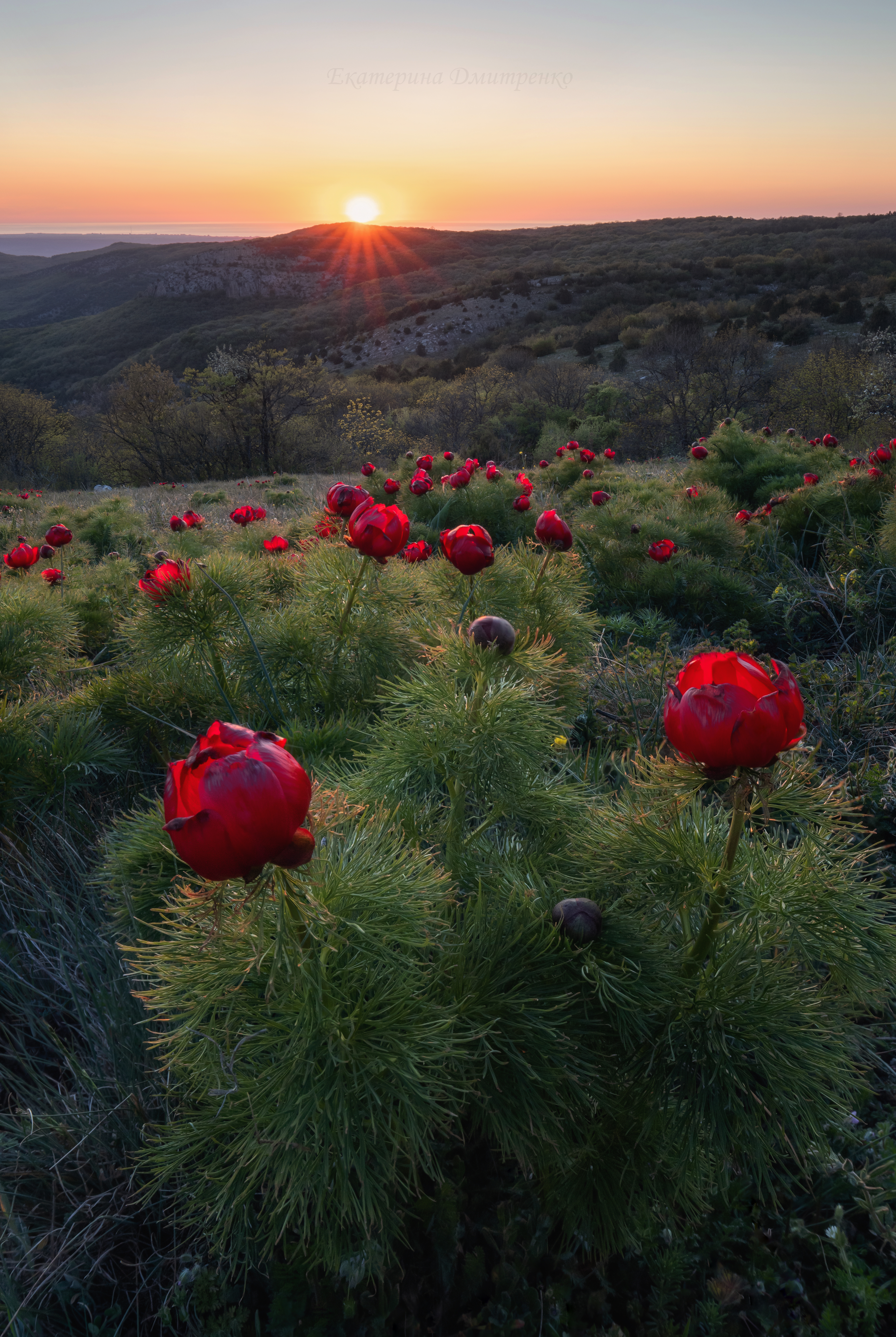В царстве пионов