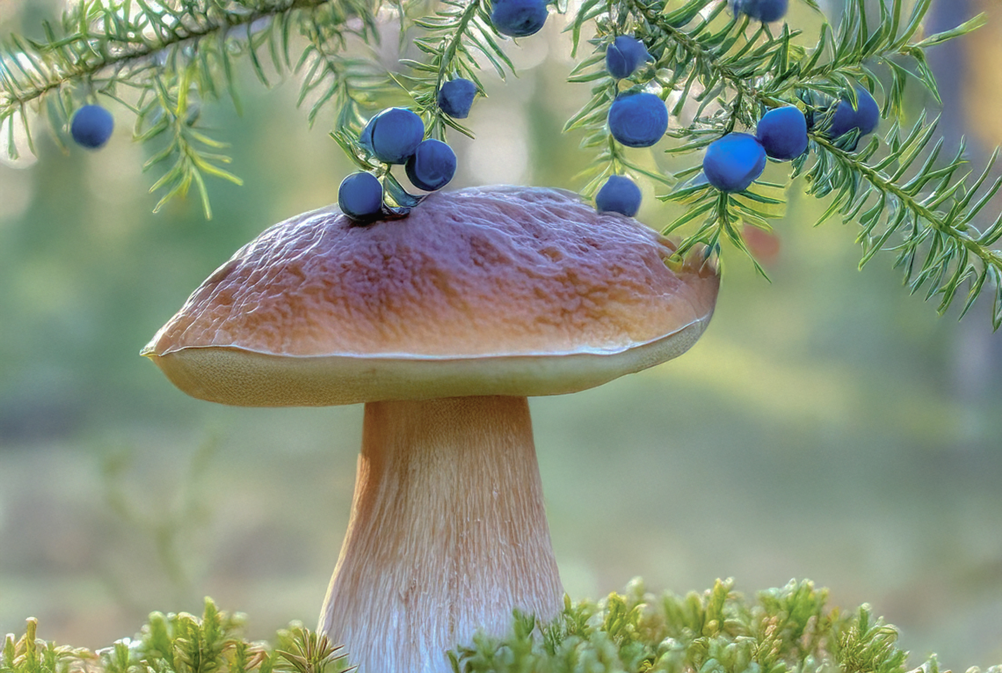 Гармония природы