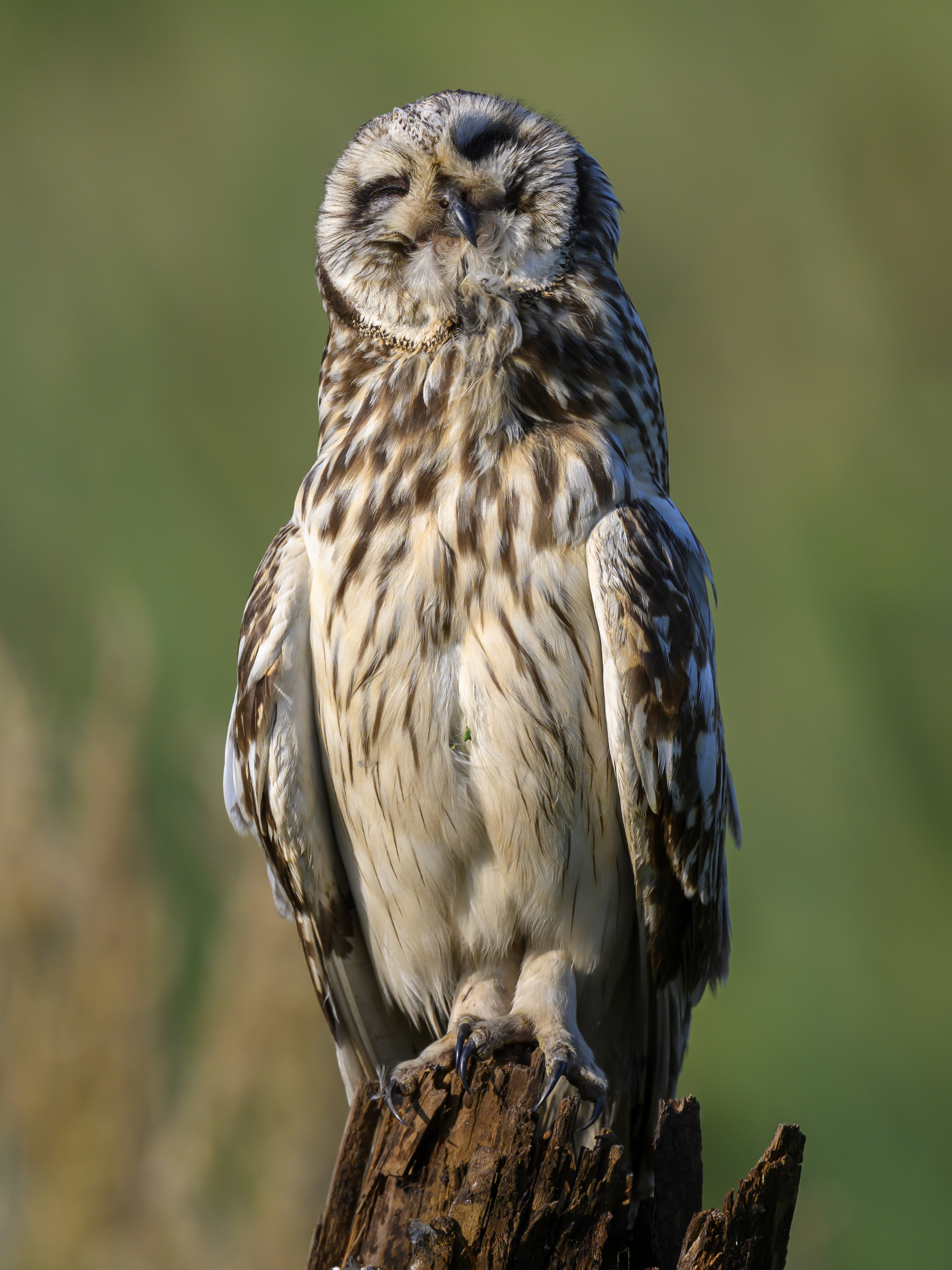 От улыбки станет всем светлей