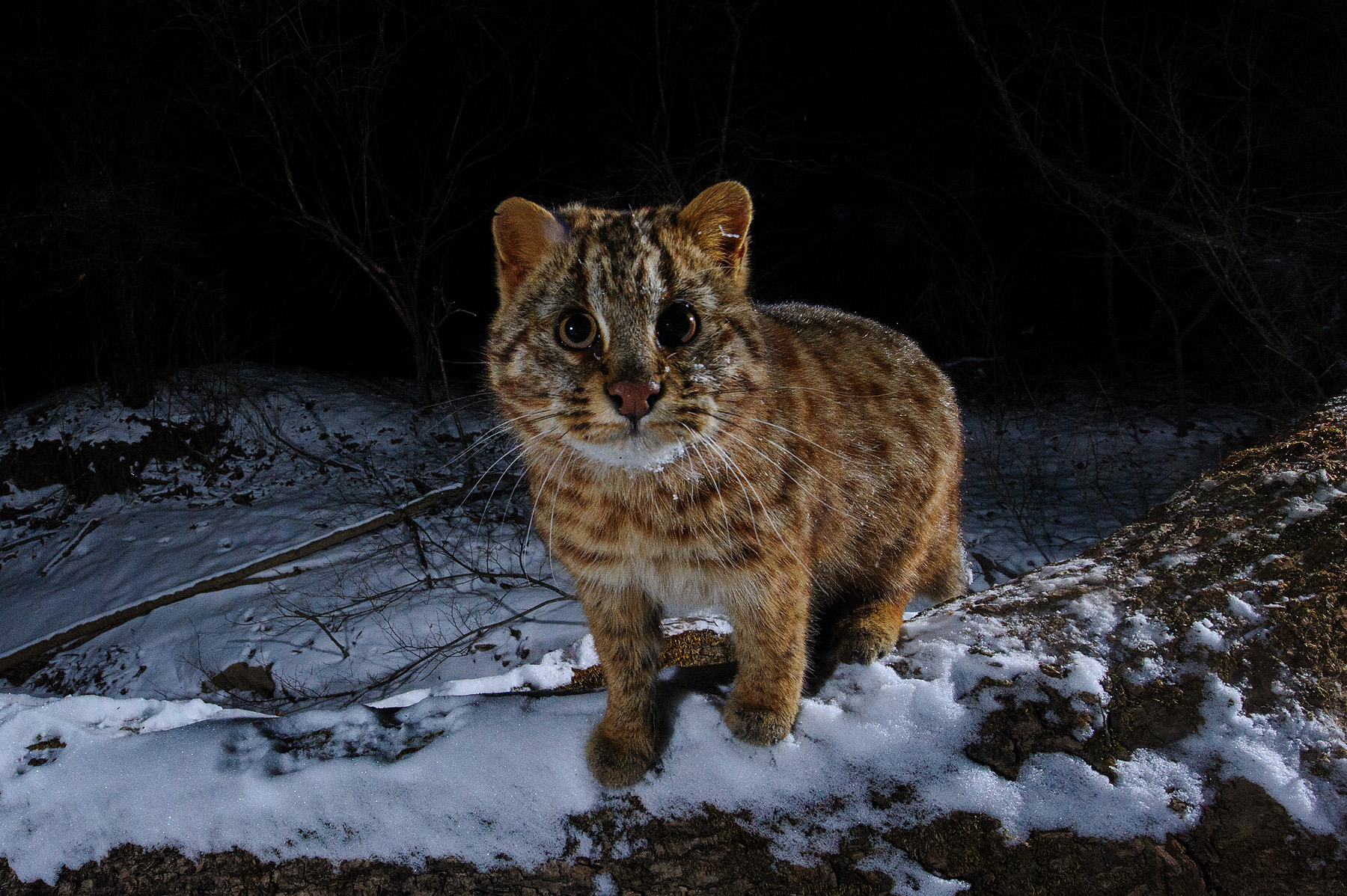 Дальневосточный лесной кот
