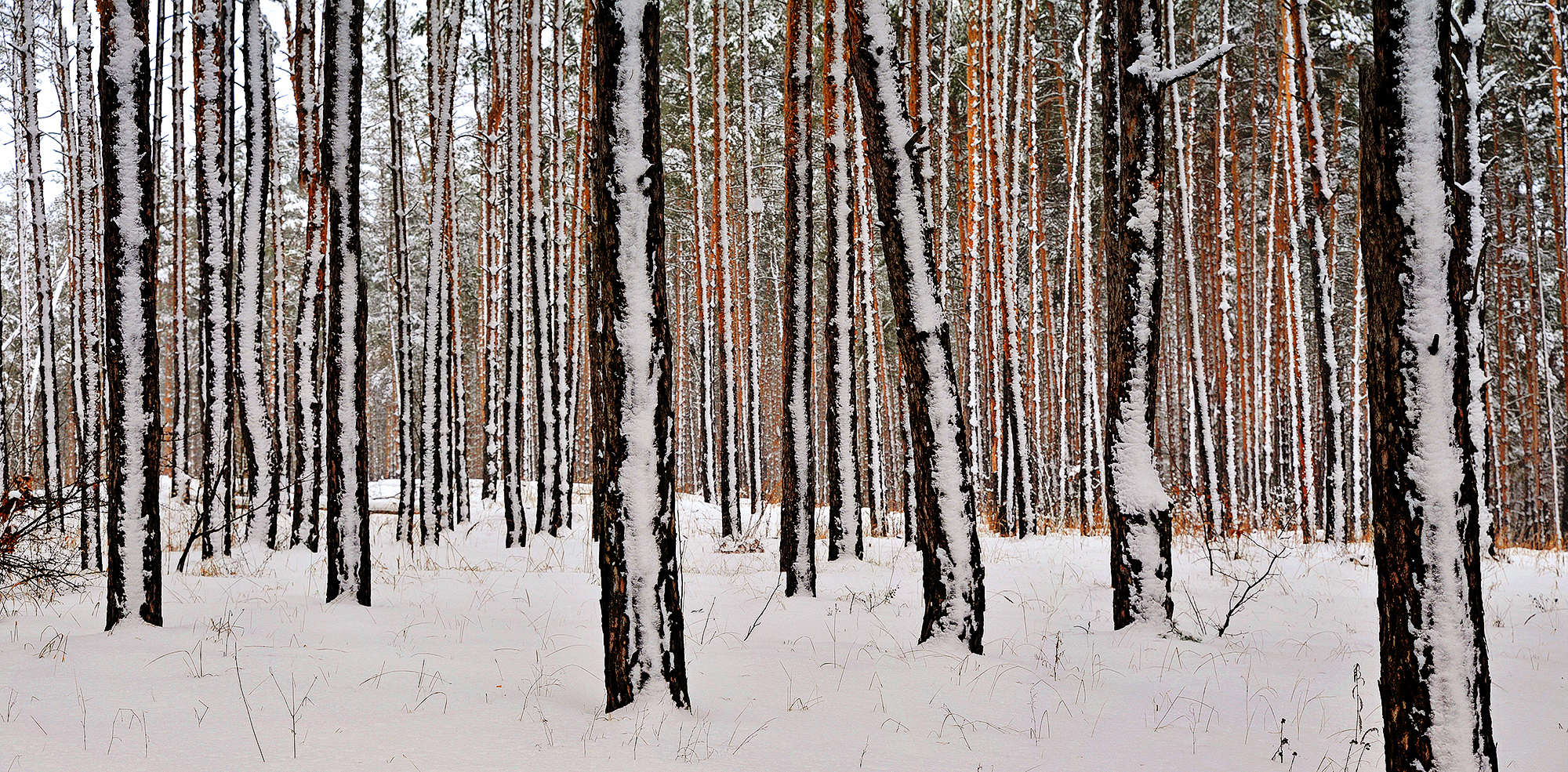 ЗИМНЕЕ БЕЗМОЛВИЕ