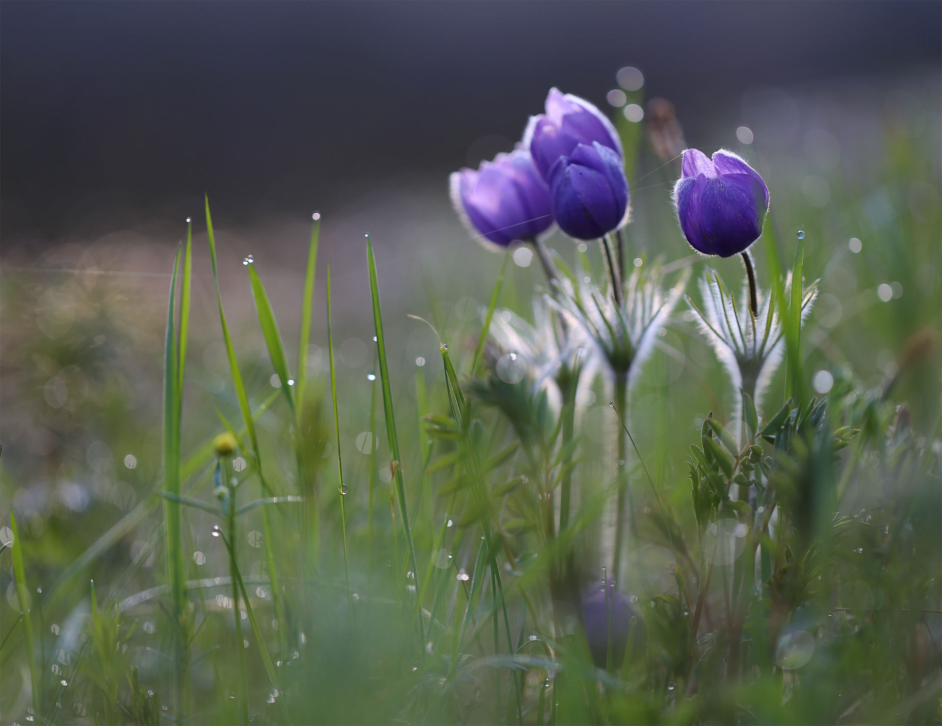 На рассвете...
