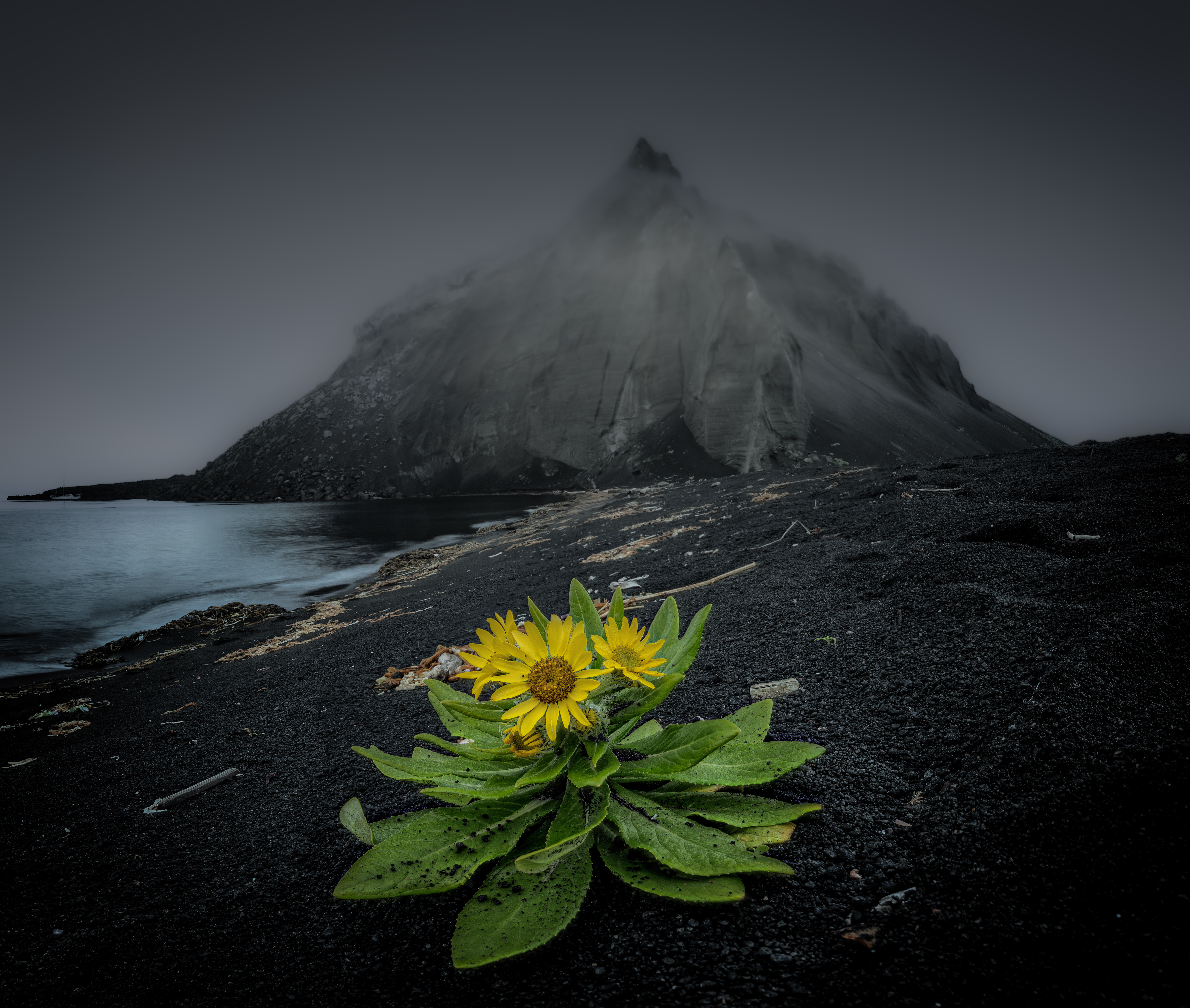 Стремление к жизни на черном песке