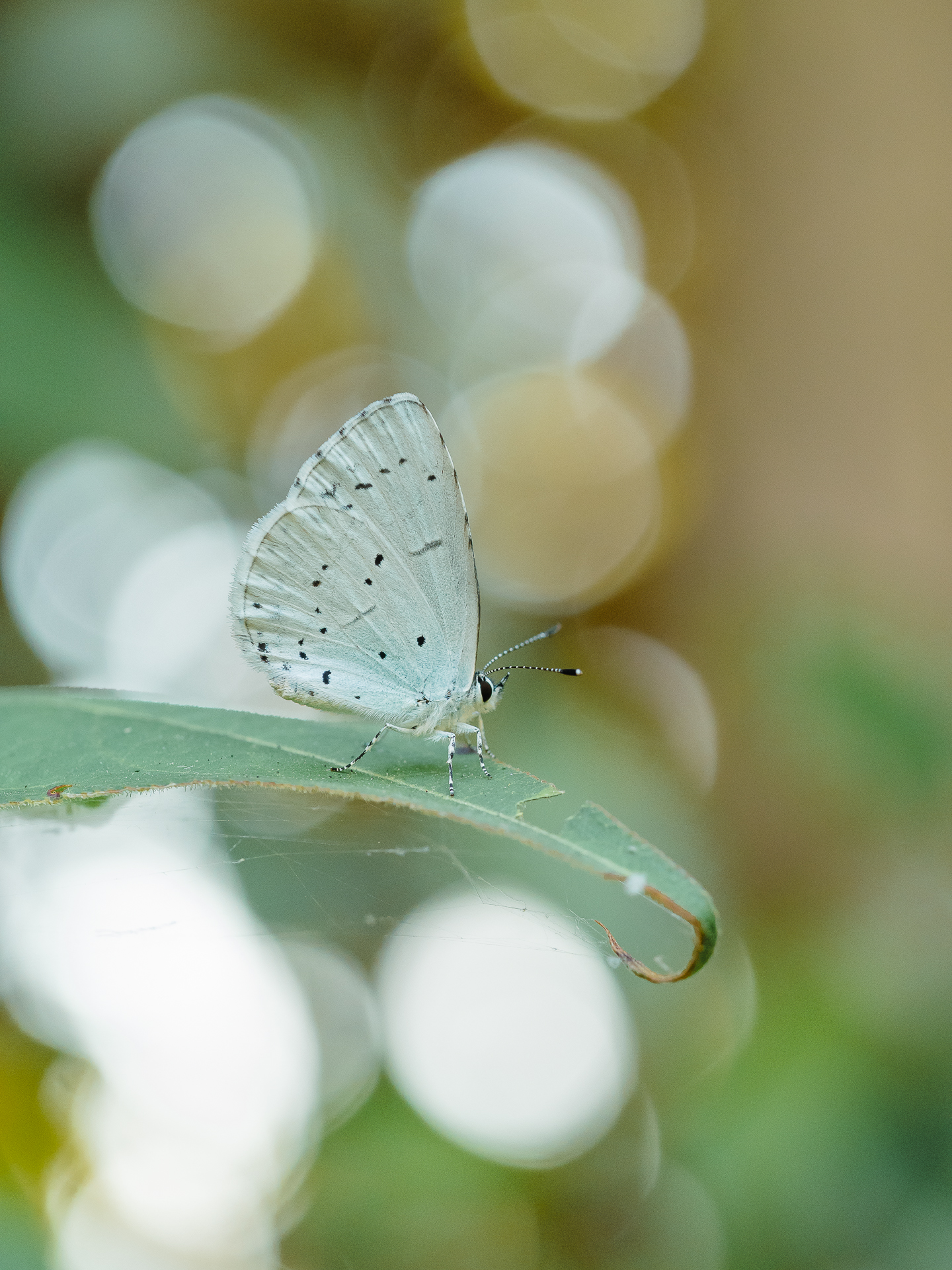 Белый парус